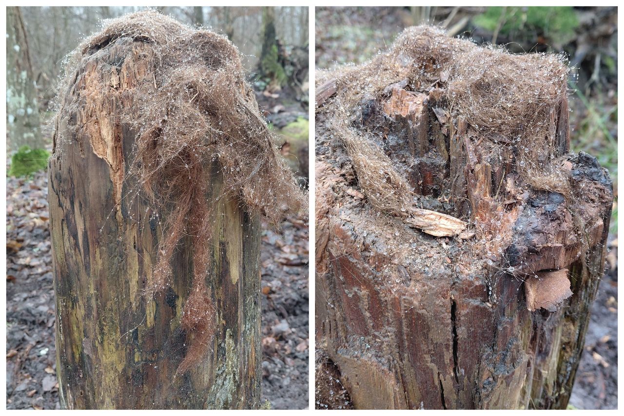 To nie peruka. Leśnik aż chwycił za telefon