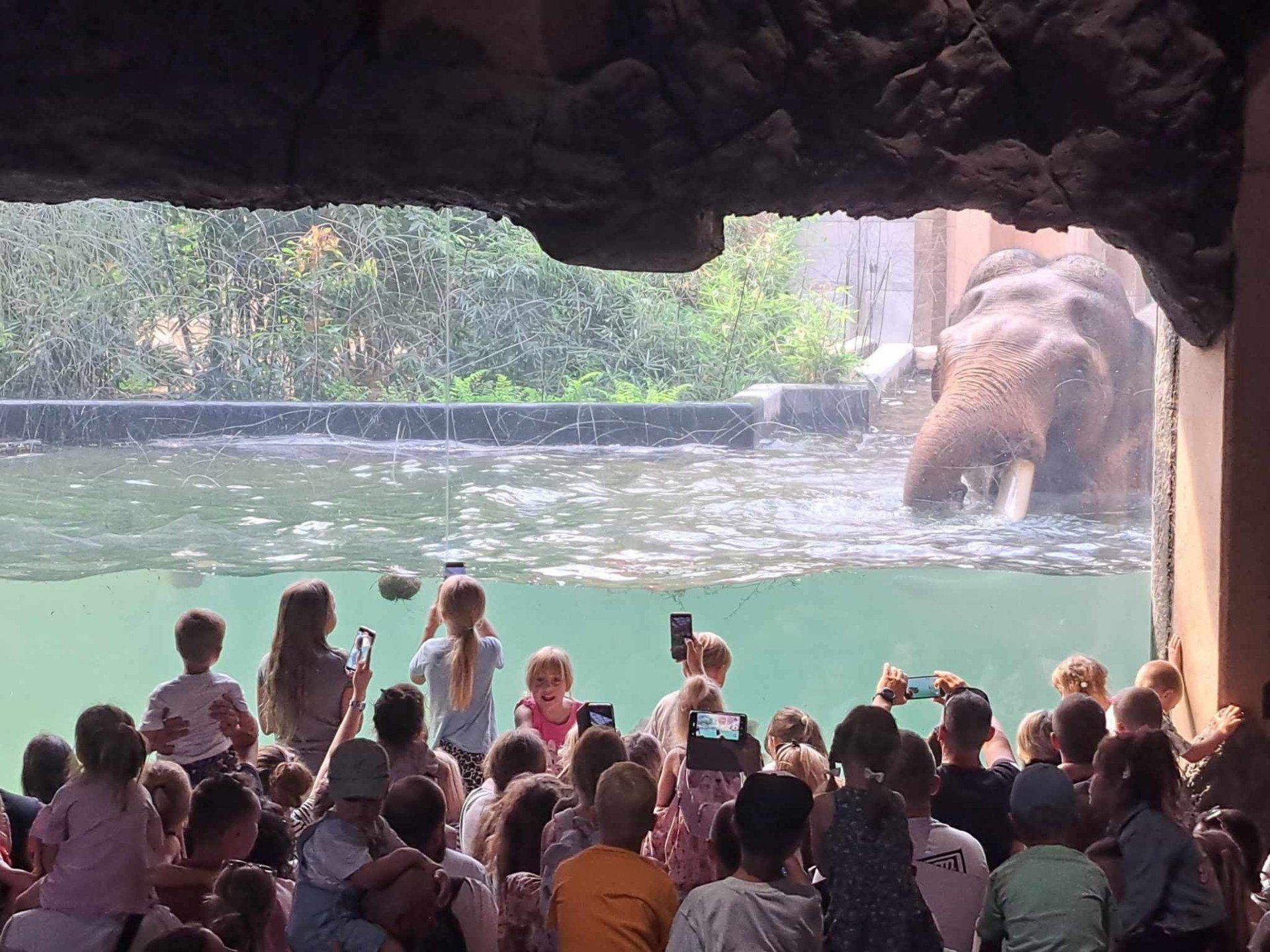 ZOO Łódź, kąpiel słoni