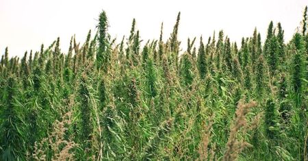 100 hektarów legalnej plantacji konopi w Polsce. Pojechaliśmy tam z kamerą