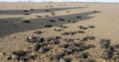 Przerażający widok na plaży. Morze wyrzuciło tego setki