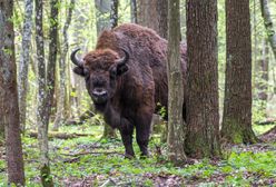 Puszcza Białowieska. Żubr zaatakował turystę