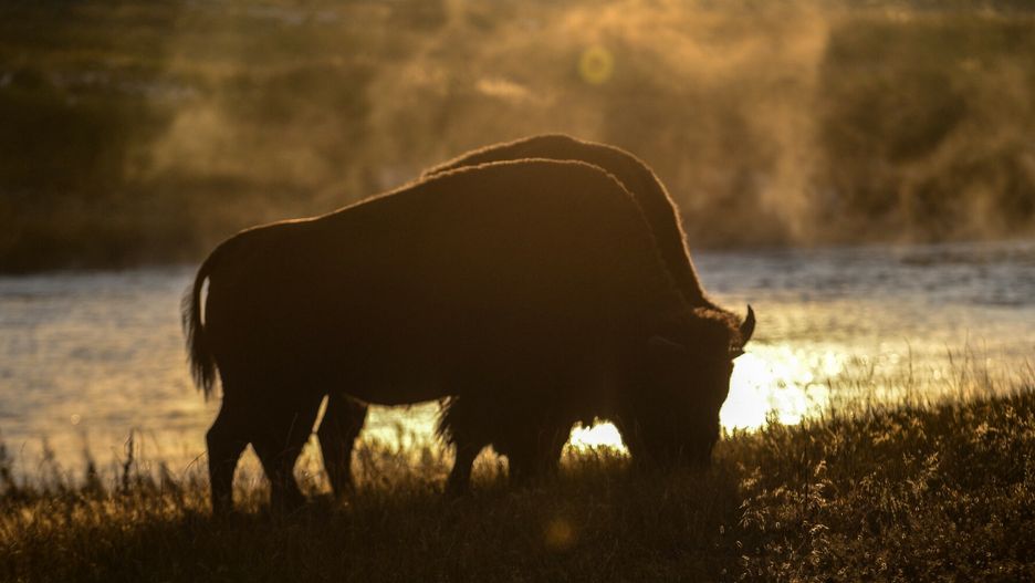 Żubr w Parku Narodowym Yellowstone