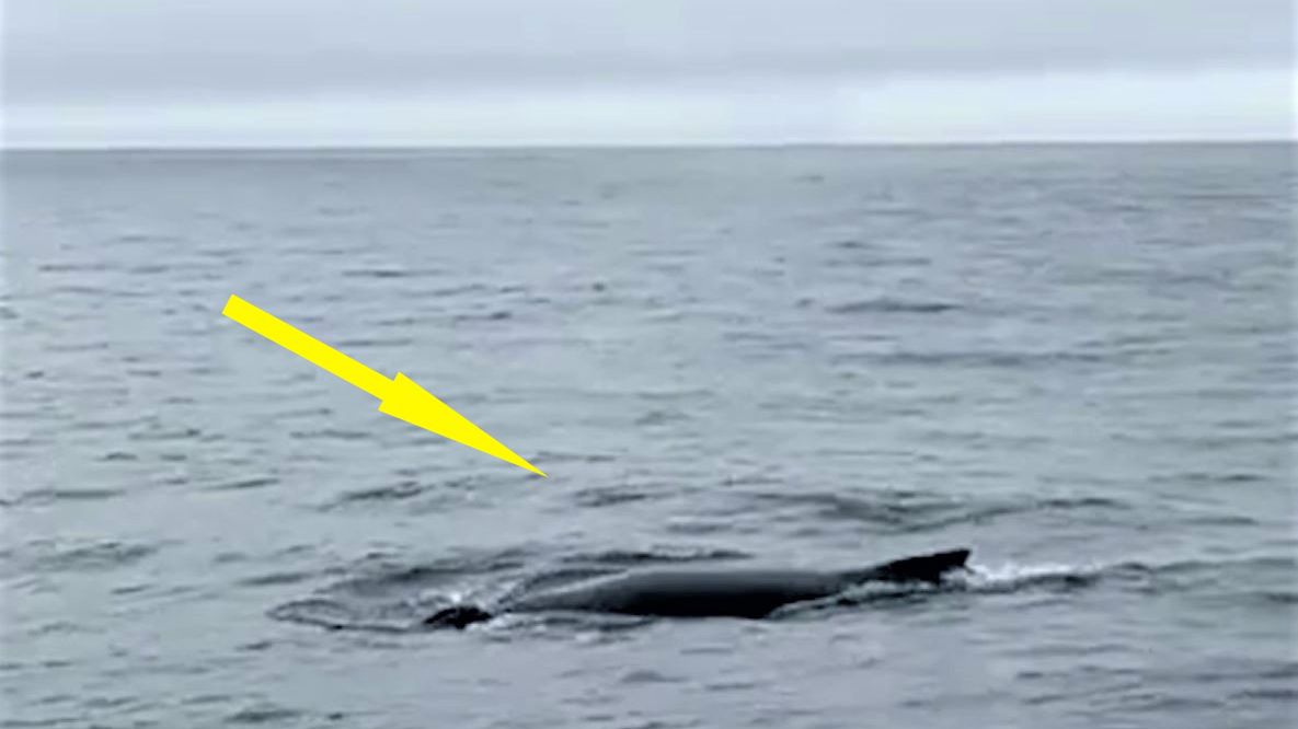 Gdynian uchwycił wieloryba w Bałtyku 