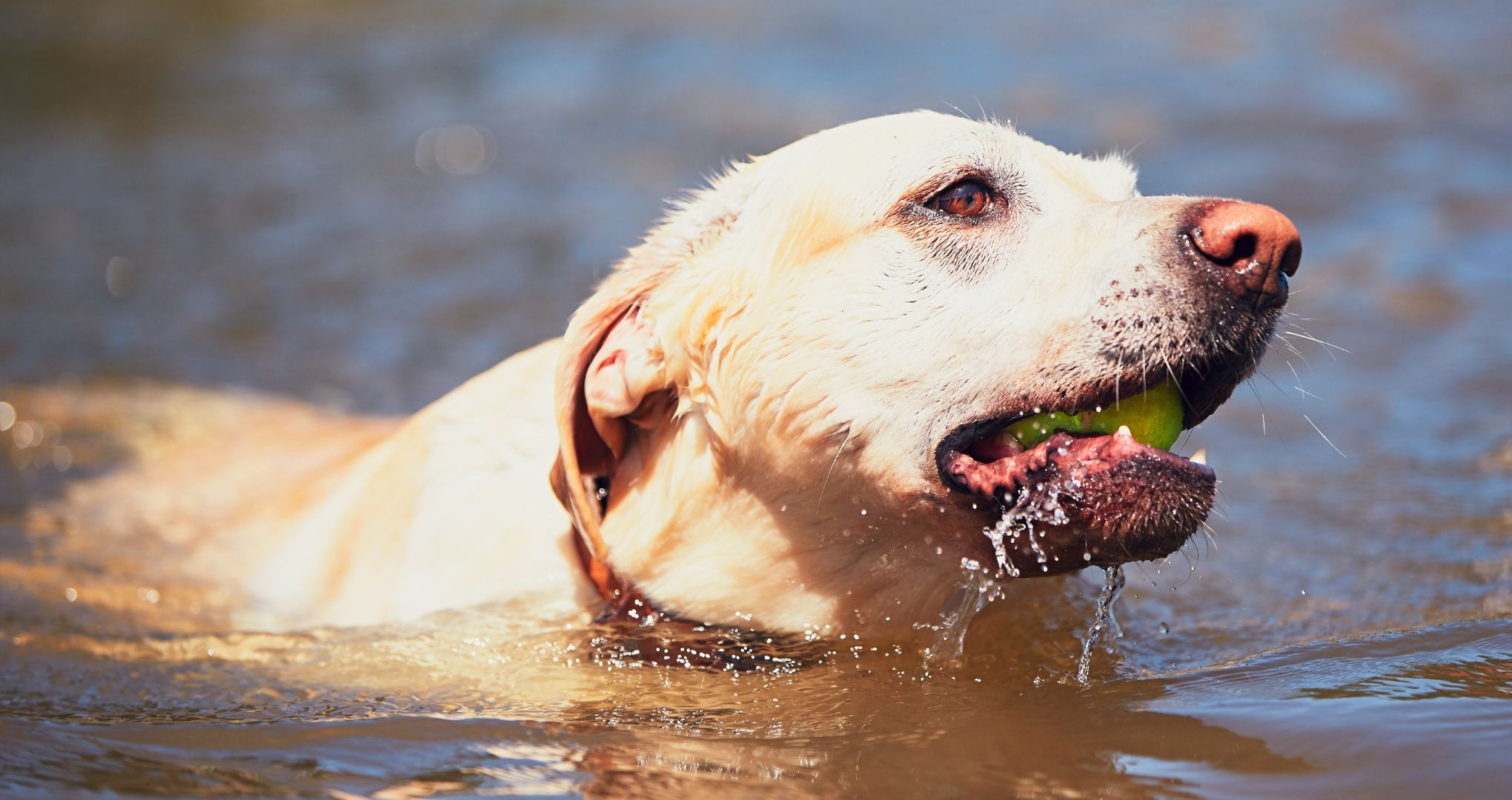 Labrador retriever to najsłynniejsza rasa kochająca wodę
