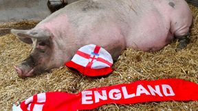 Euro 2020. Była ośmiornica, a teraz... Anglicy oszaleli na punkcie tego zwierzęcia