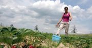 Pogrom w truskawkowym zagłębiu. Święto odwołane, ceny mogą mocno wzrosnąć