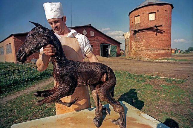 Zdeformowany koń urodzony po katastrofie w Czarnobylskiej Elektrowni Jądrowej.