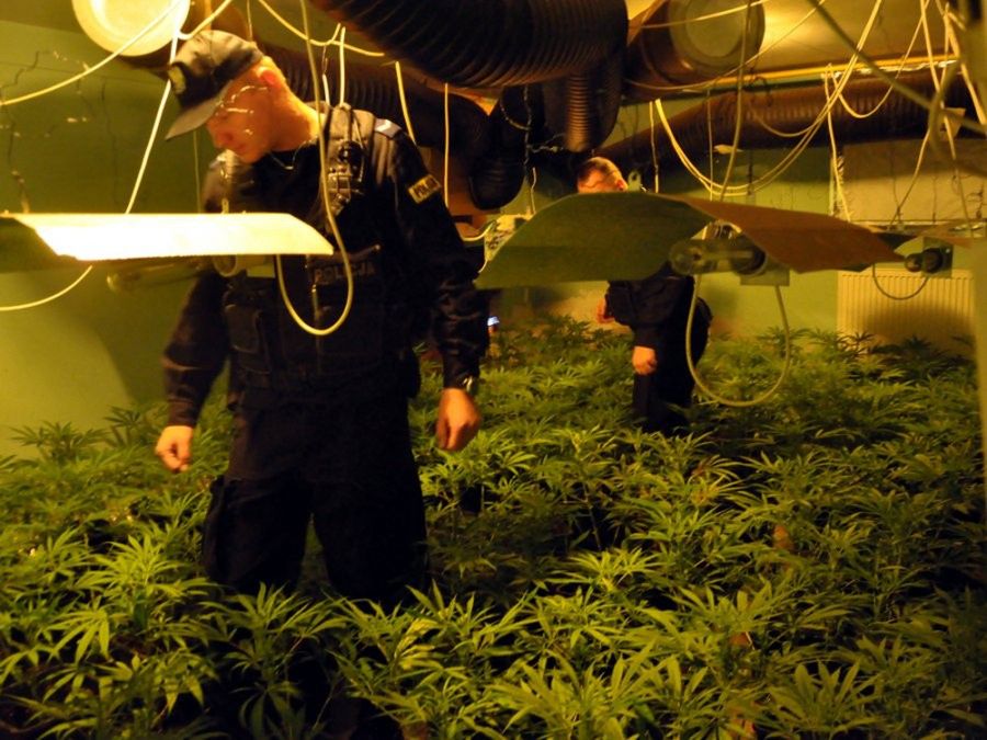 900 krzewów konopi i 20 kg marihuany. Policjanci zlikwidowali nielegalną plantację [WIDEO]