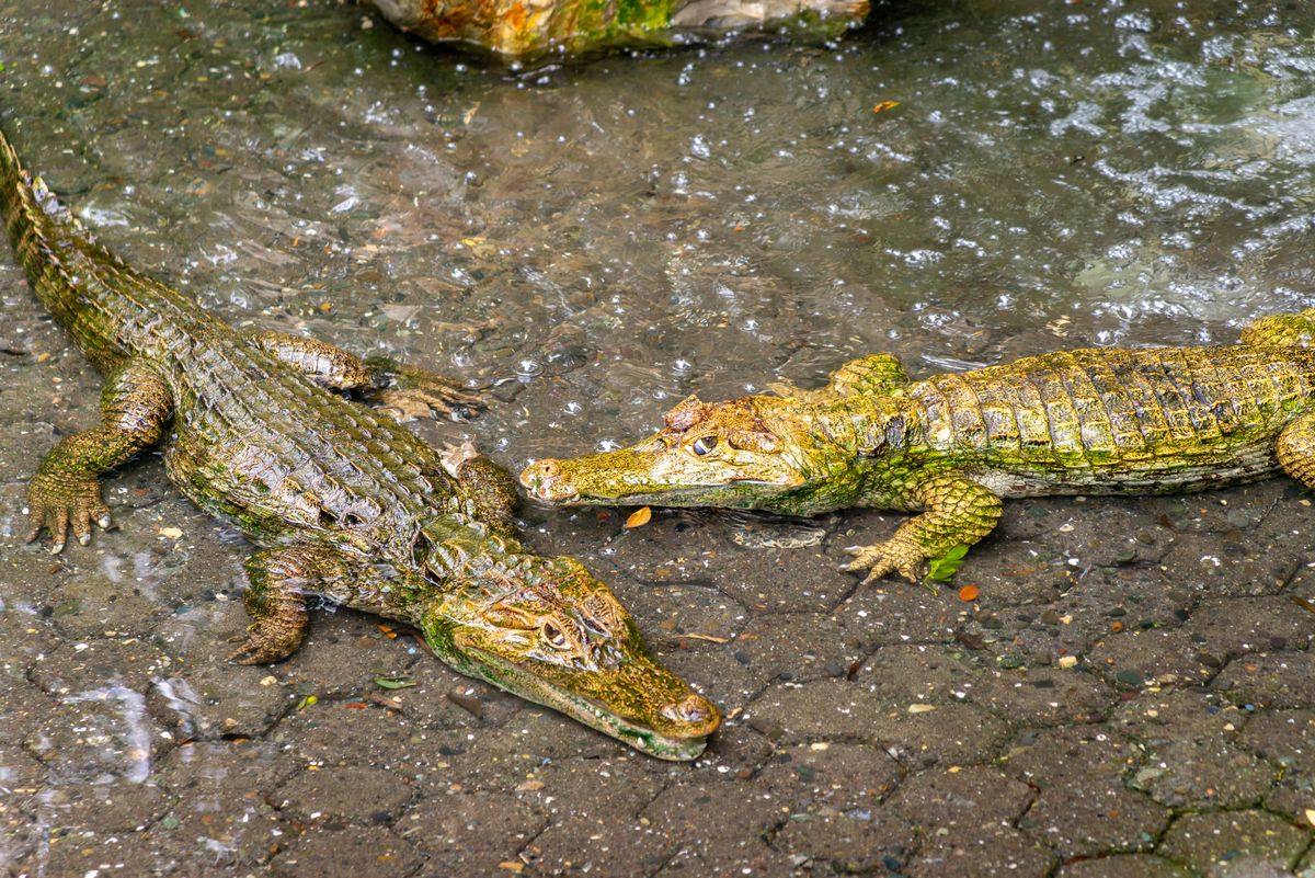 Krokodyle - zdjęcie ilustracyjne