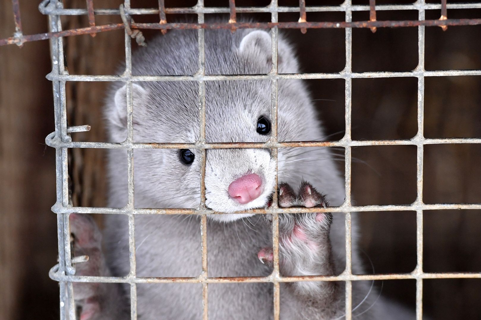 Koronawirus u kolejnych zwierząt. Holandia zamknęła fermy