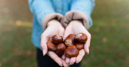 Zbierasz kasztany? Koniecznie zrób z nich domową miksturę, która przyda się na co dzień