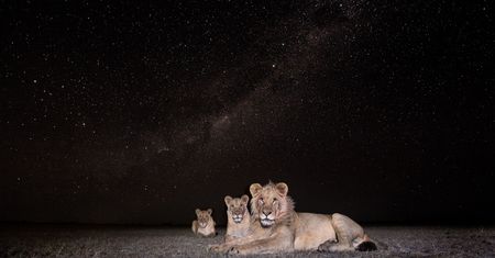 Nocne życie dzikich zwierzęt na tle rozgwieżdżonego nieba, czyli Will Burrard-Lucas i jego foto-pułapki