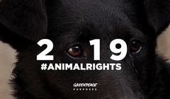 Greenpeace pokazuje wyzwania na rzecz ocalenia zwierząt na świecie