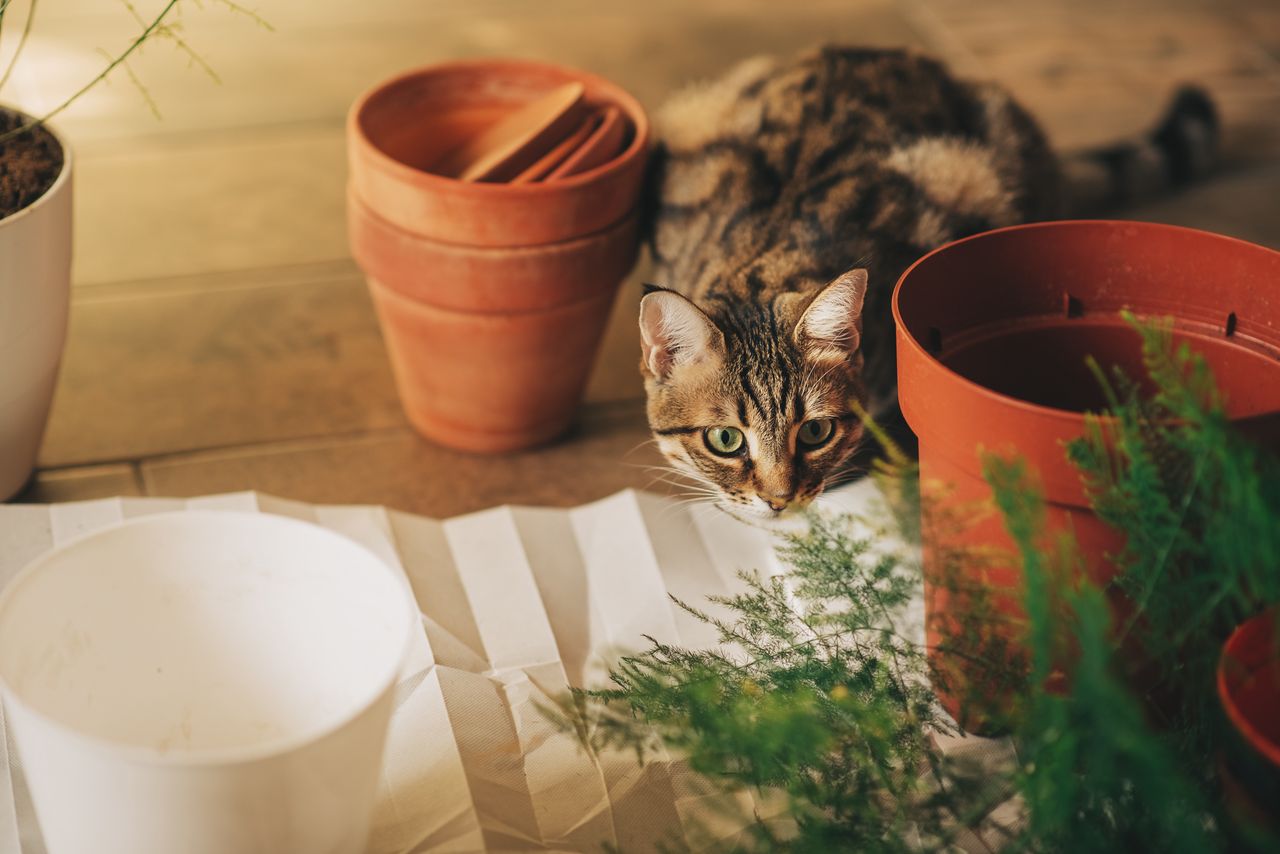 Niektóre rośliny zawierają silnie toksyczne dla kotów związki.