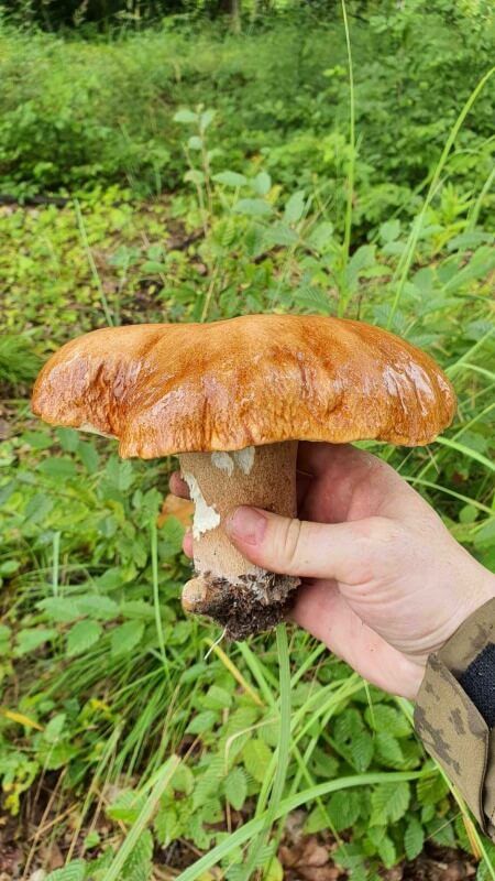 grzybobranie Lubelskie 2023