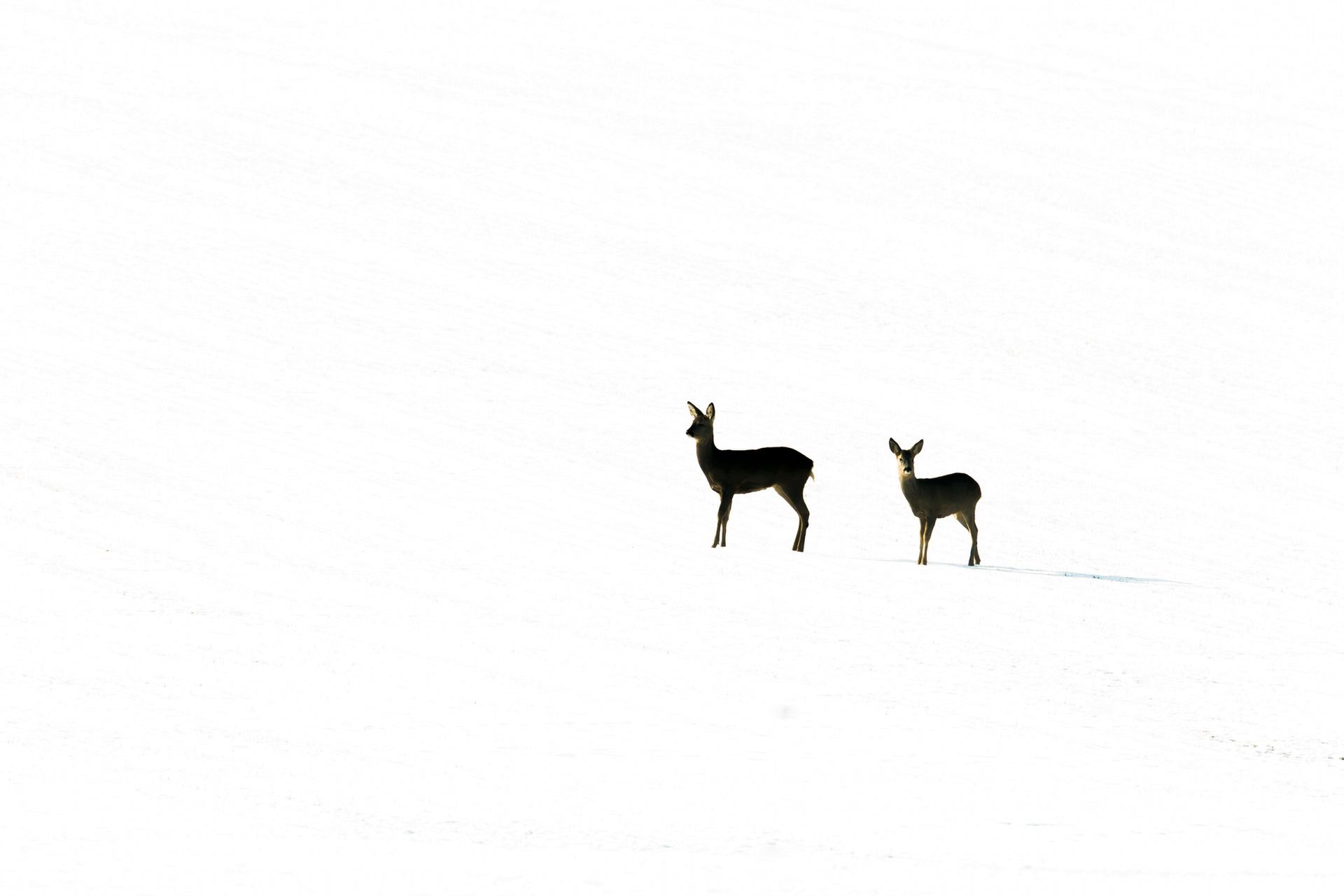 The British Wildlife Photography Awards 2015, czyli fotografia przyrody w najlepszym wydaniu 12