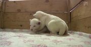 Dwa młode białe lwiątka zadebiutowały w zoo w Belgradzie