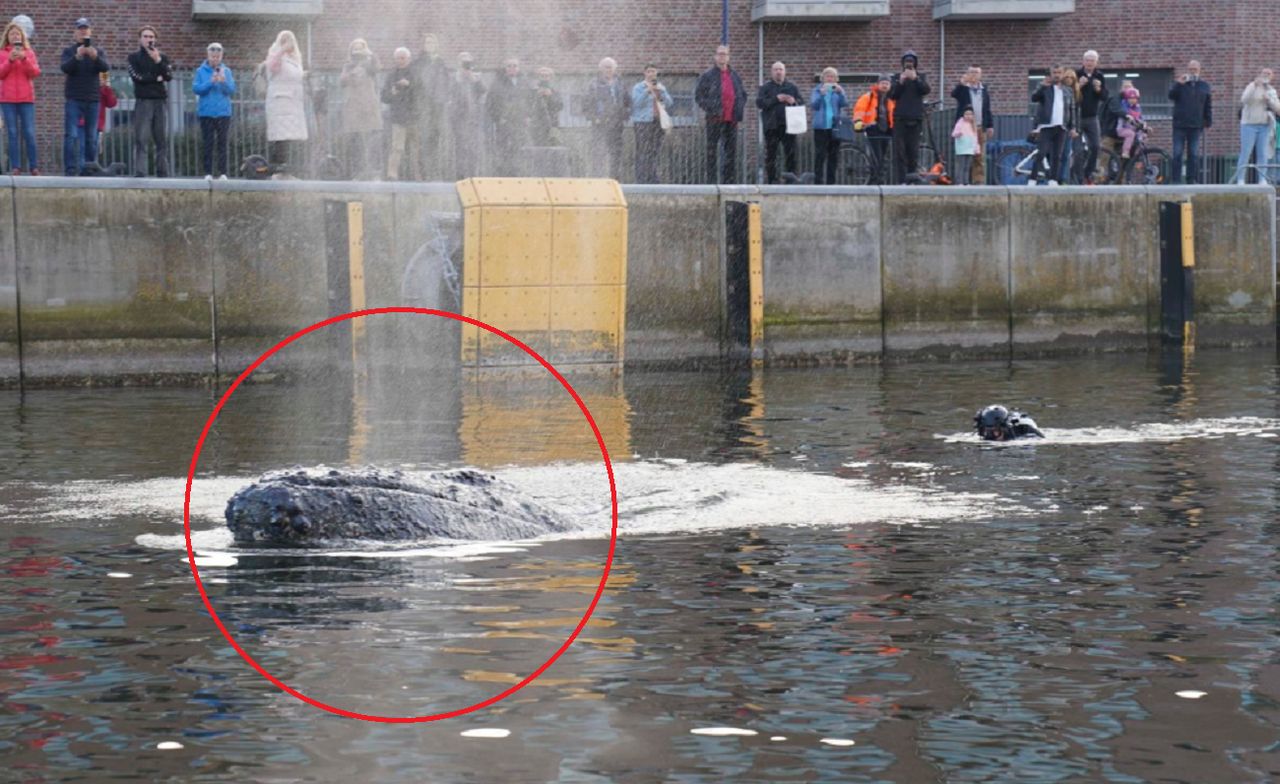 Pułapka była w Bałtyku. Dramat młodego wieloryba