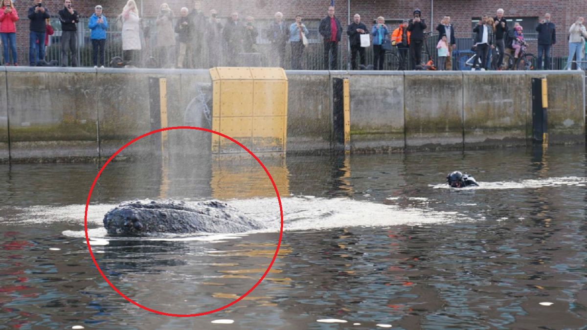 Młody płetwal w pułapce. 