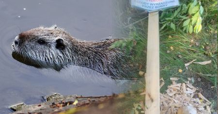 Leśnicy ustawili ostrzeżenie. Bobry szybko się nim zajęły