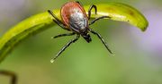 Kleszcze zaczynają atakować wcześniej niż zwykle. Leśnicy apelują o ostrożność