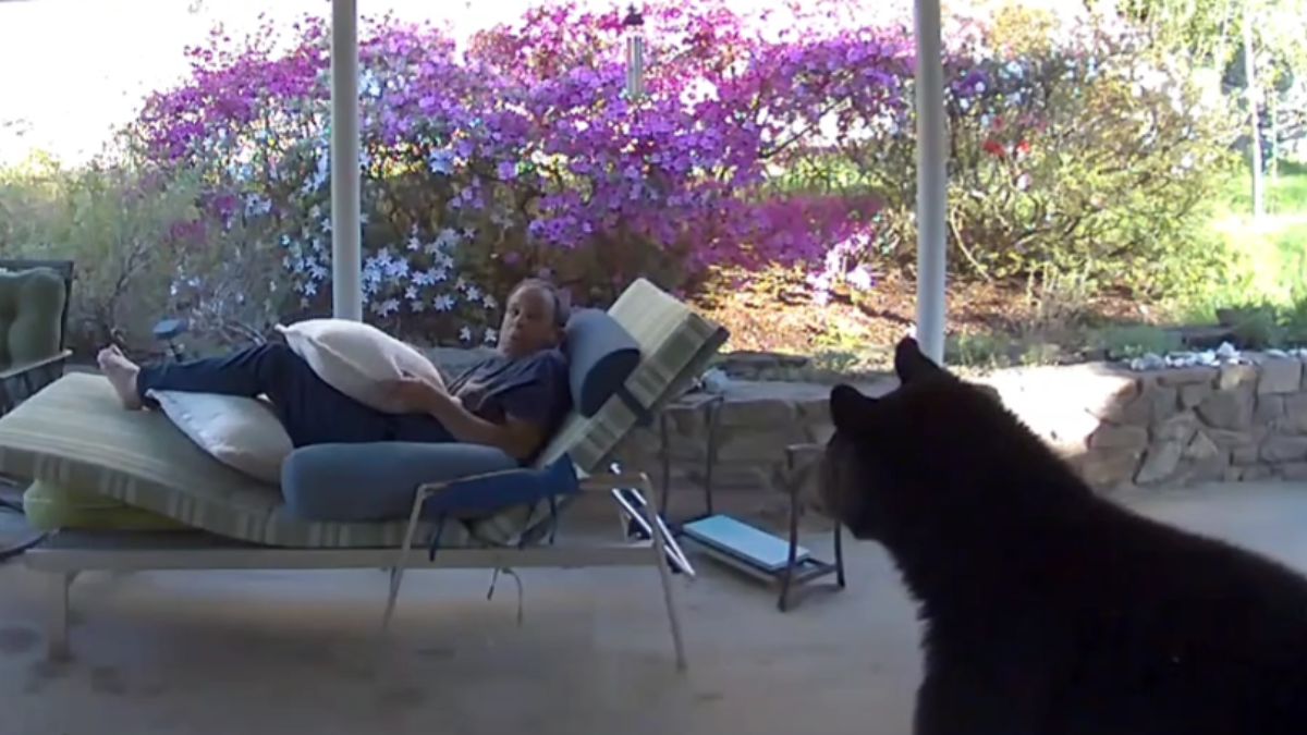 Mężczyzna odpoczywał w swoim ogrodzie, gdy nagle zza jego pleców wyłonił się niedźwiedź. Fot.CNN