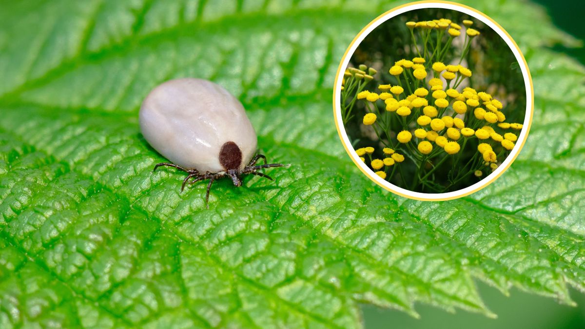 Napęczniały kleszcz na liściu