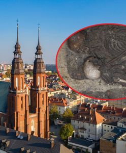 Przytulone szkielety na ścianie katedry. Średniowieczna sensacja w Opolu