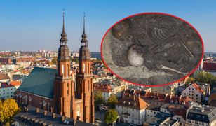 Przytulone szkielety na ścianie katedry. Średniowieczna sensacja w Opolu