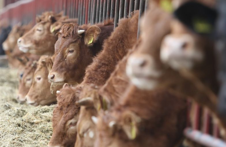 Jeśli zwierzę jest karmione genetycznie modyfikowaną paszą, na produkcie powinna znaleźć się odpowiednia informacja - uważają posłowie.
