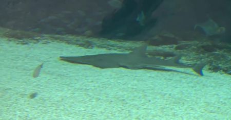 Zanurkuj z rekinami i zjedz kolację na “dnie oceanu”. Łódzkie orientarium gra razem z WOŚP