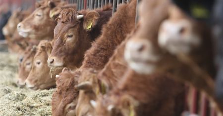 GMO. Posłowie chcą, by na opakowaniach pojawiły się nowe adnotacje