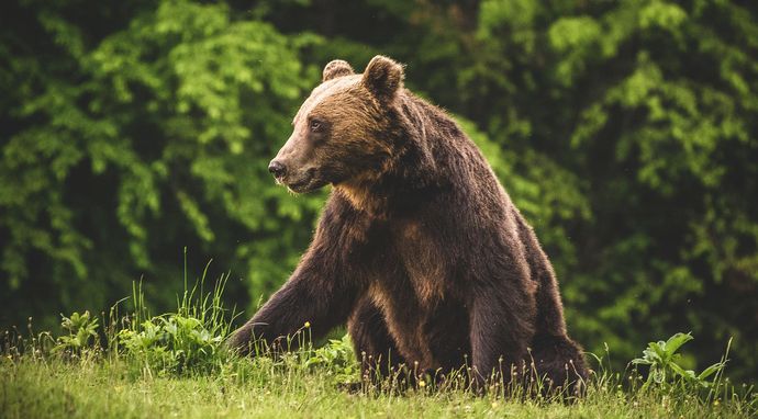 Karpaty - królestwo niedźwiedzia