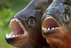 Tragiczny atak piranii w Brazylii. Nie żyje dwulatka