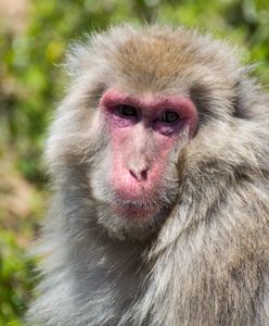 Ataki małp w Japonii. Rannych ponad 40 osób