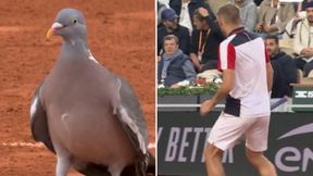 Nieproszony gość wystraszył tenisistę. Niecodzienna sytuacja na kortach French Open