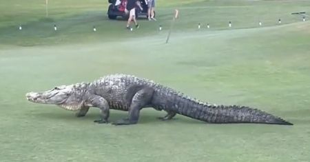 Najedli się strachu. Na pole golfowe wkroczyło groźne zwierzę
