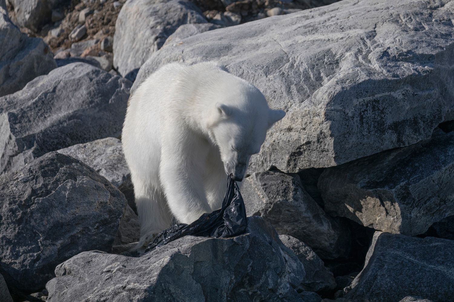 Poruszające zdjęcia niedźwiedzia polarnego próbującego zjeść plastikową torbę 2
