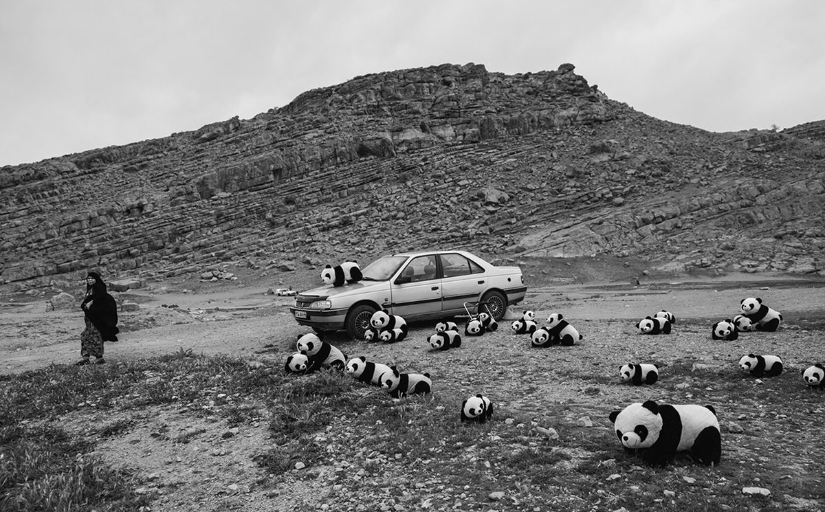 Niespodziewany atak stada pand zmusił kobietę do opuszczenia auta i oddalenia się na bezpieczną odległość. Teraz bezradnie spogląda na fotografa, zastanawiając się, jak odzyskać swoje auto. Pandy wydają się niegroźne, niektóre bawią się ze sobą, jedna nawet postanowiła przespacerować się po masce samochodu. Jak wybrnąć z tej sytuacji?