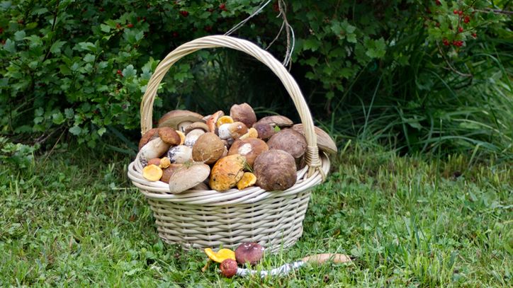 Piestrzenica kasztanowata to grzyb trujący i niebezpieczny dla zdrowia.