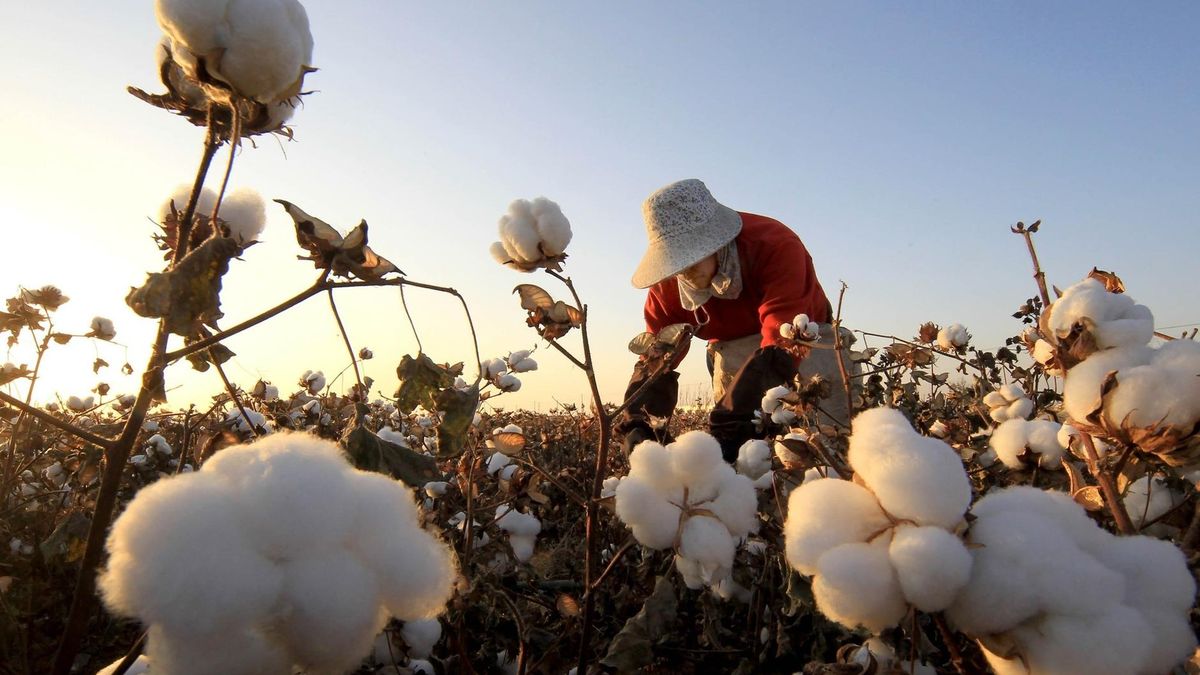 Uzbekistan to światowy potentat w dziedzinie zbiorów bawełny. Kraj kończy z pracą przymusową