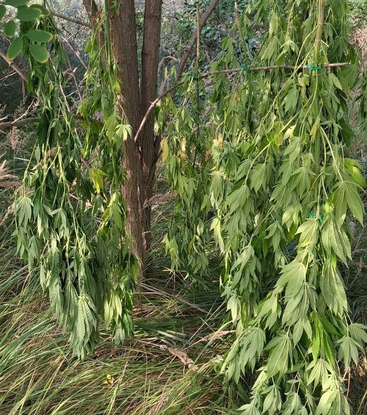 Konin: Nielegalna uprawa konopi w kukurydzy. Nie trafi na rynek