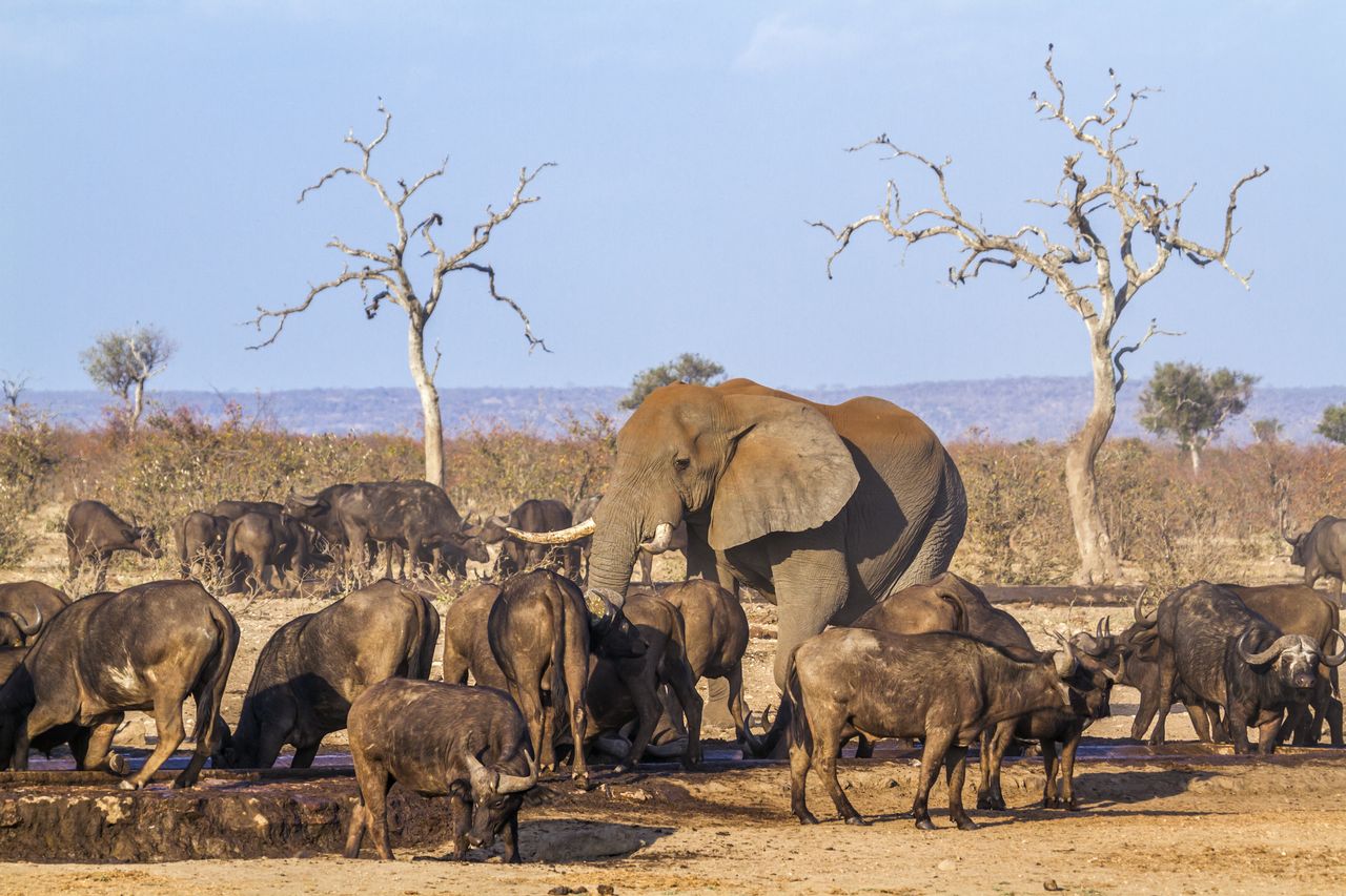 W Namibii zdecydowano o zabiciu 700 dzikich zwierząt