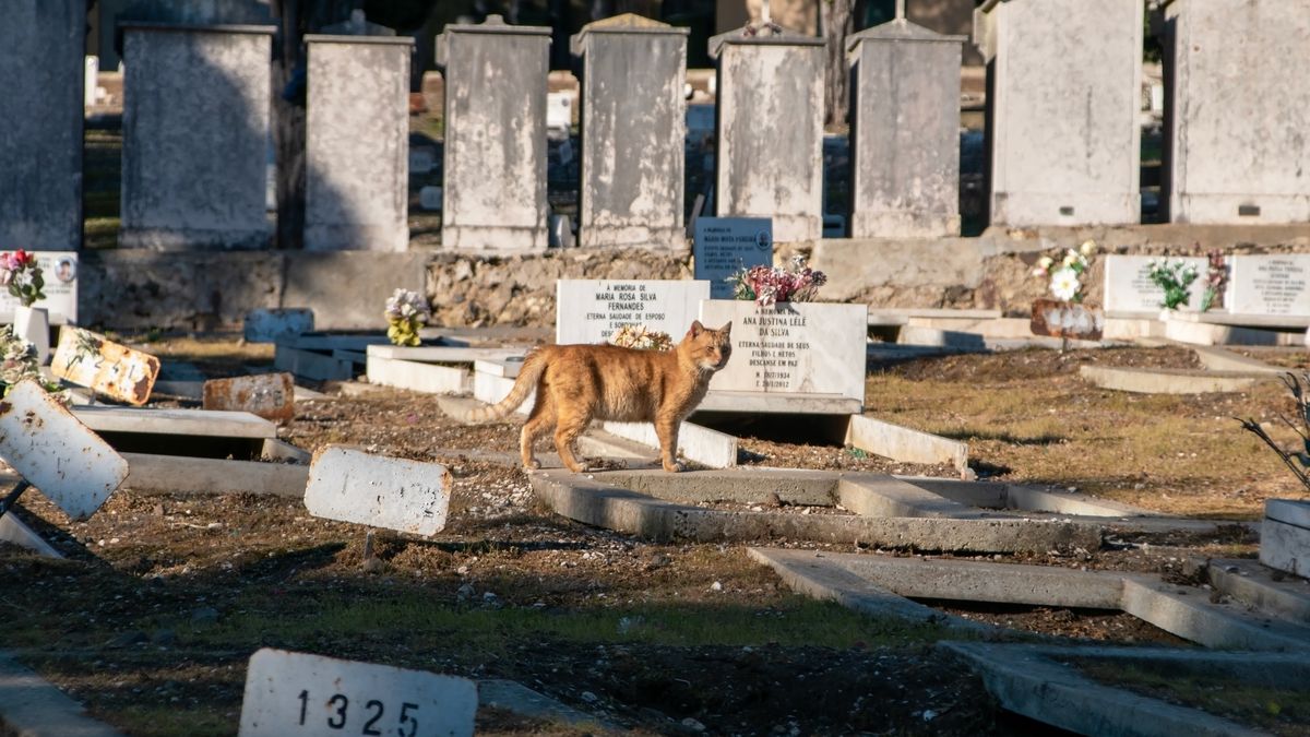 Po śmierci swojego pana, kot cały czas mieszkał na cmentarzu