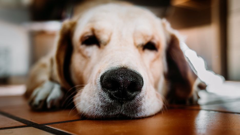 Złoty labrador bohaterem rosyjskiej telewizji