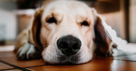 Filmik z labradorem podbija internet. Nikt się nie spodziewał