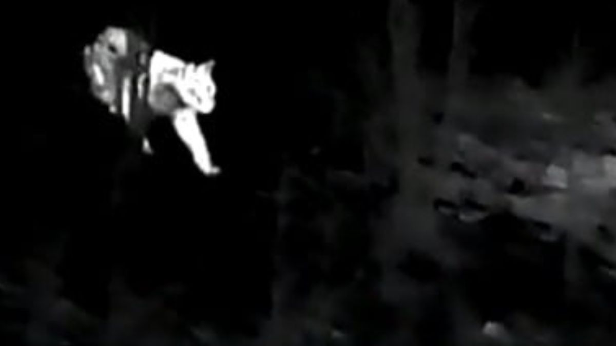 Niezwykłe polowanie rysia w polskiej puszczy