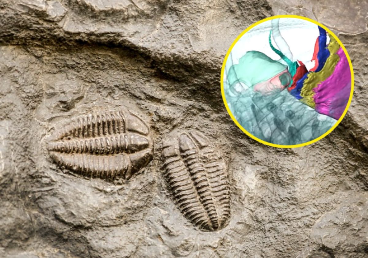 They reconstructed one of the trilobite species. It wouldn't have been possible if it weren't for the volcanic eruption.