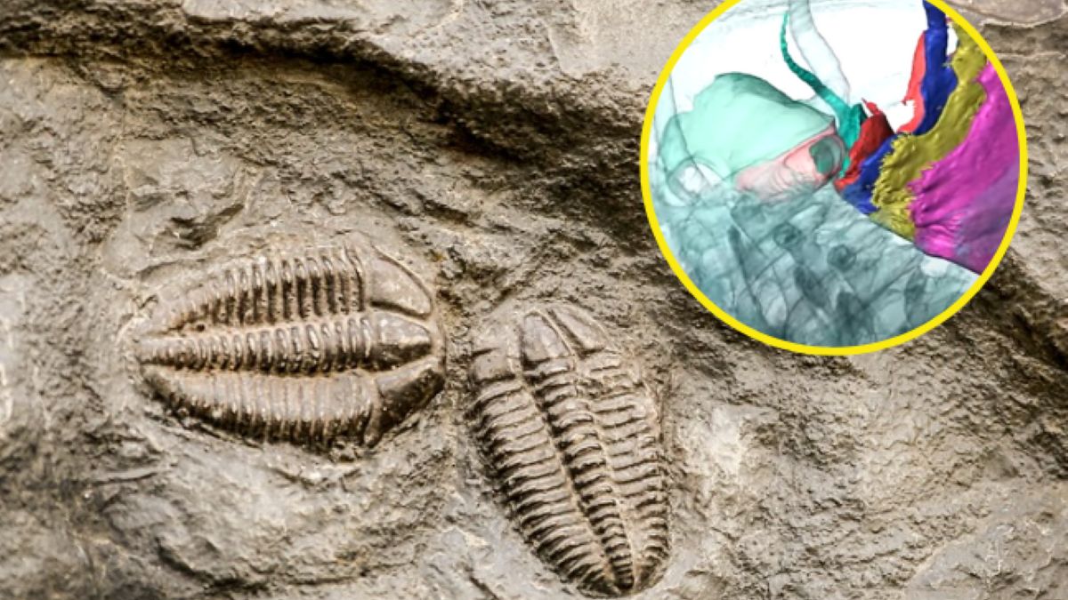 Zrekonstruowali jeden z gatunków trylobita. Nie byłoby to możliwe, gdyby nie wybuch wulkanu.