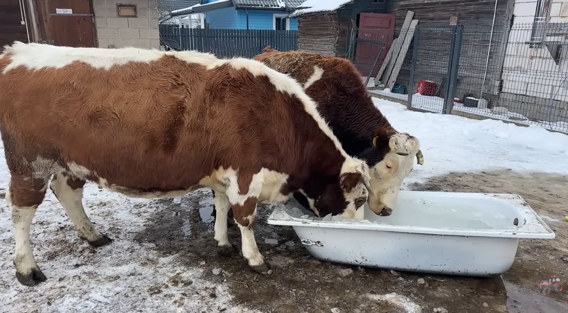 Krowy w filmiku Andrzeja z Plutycz 